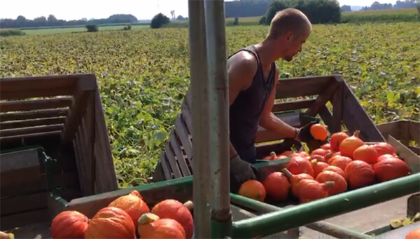 Medewerker oogst pompoenen op land - klant aan het woord